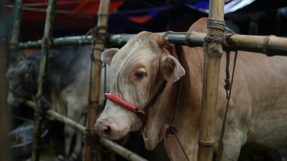 Panduan Pelaksanaan Qurban saat Menjalankan Haji 2026